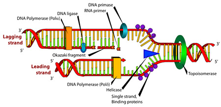dna polymerase