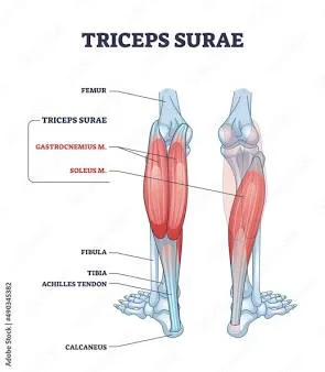 Musculus Triceps Surae