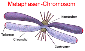 centromer