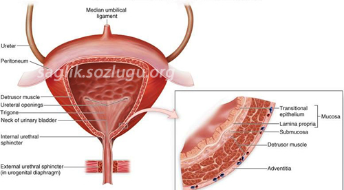 Muskulus detrusor vezikae