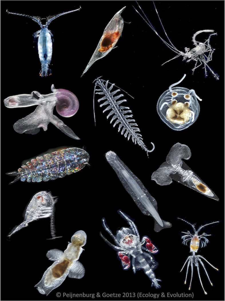 Zooplankton