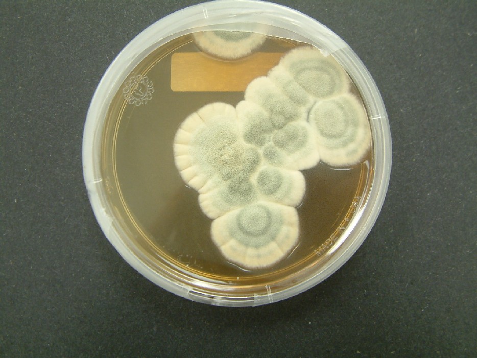 Penicillium