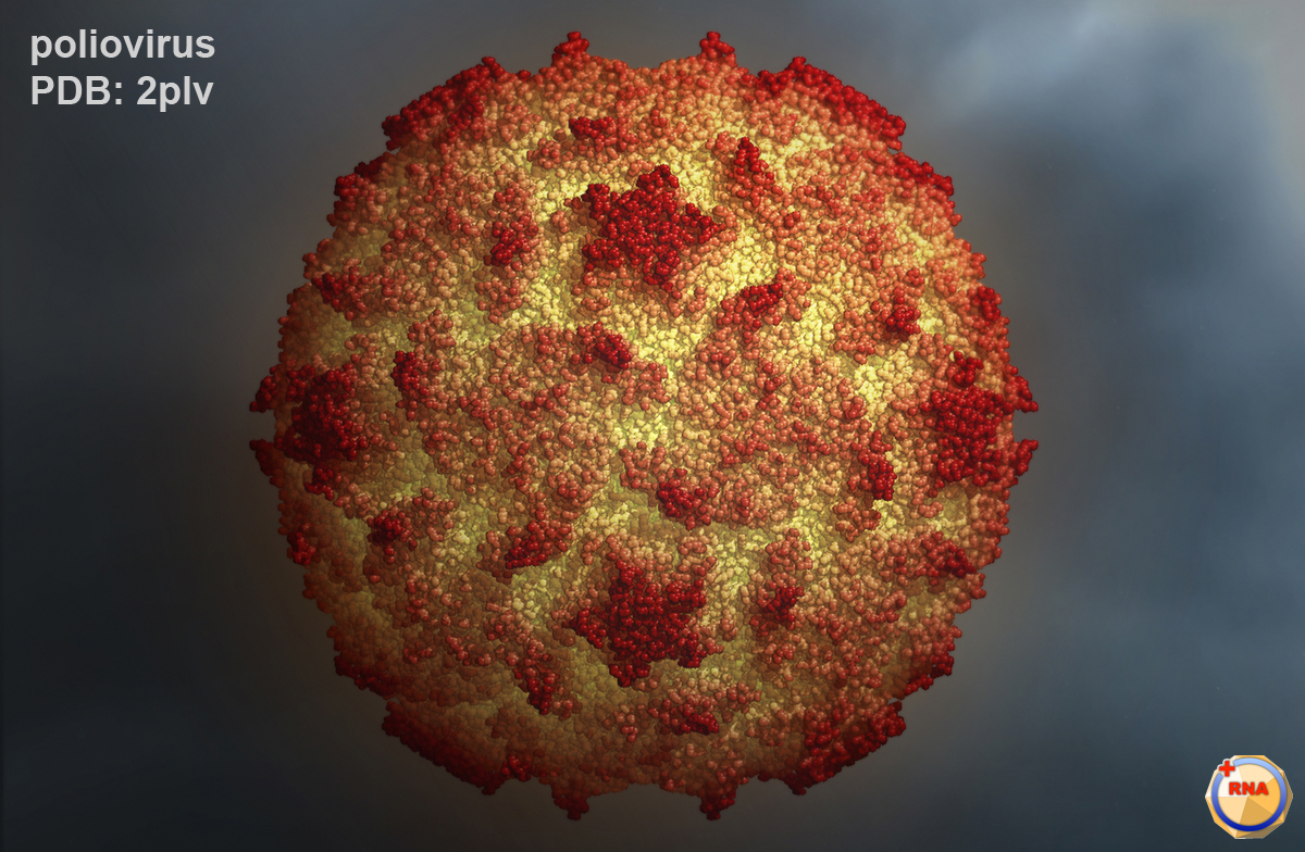Poliovirüs