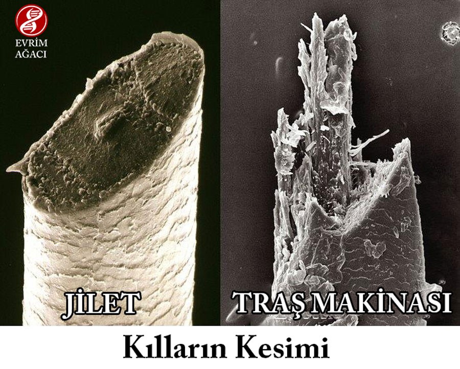 Tıraş Olmak Saçları ve Sakalları Daha Hızlı ve Gür Mü Çıkarır?