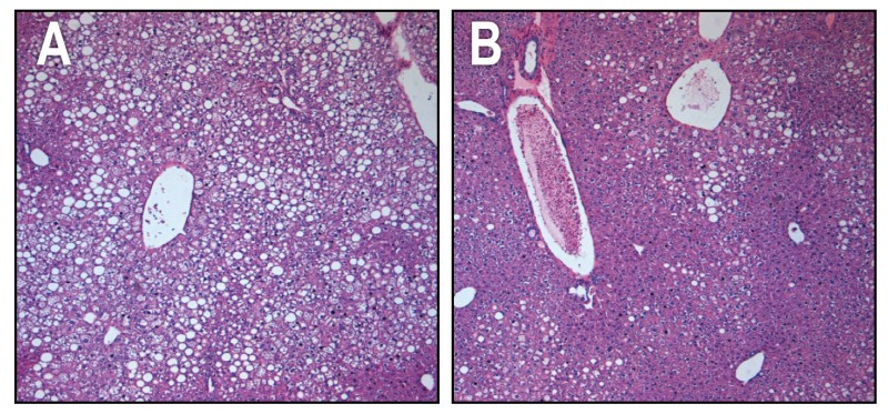 Farelerdeki Tip 2 Diyabet Semptomları Hiçbir Bilindik Yan Etki Olmadan Tersine Çevrildi!
