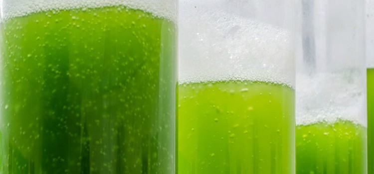 Algden Elektrik Elde Edebilen Yakıt Hücresi Geliştirildi