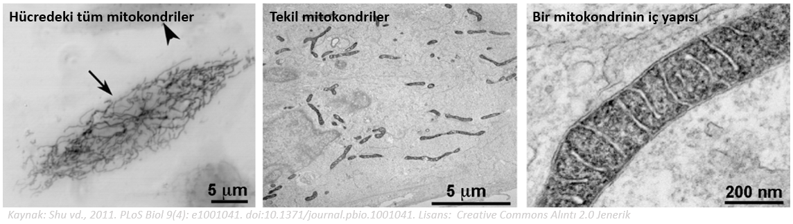 AOX adlı bir enzimin mitokondri hastalıklarında kullanımı ihtimali araştırılıyor