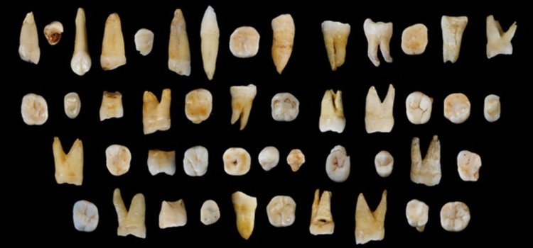 Çin’de Bulunan Dişler, Afrika’dan Daha Erken Ayrıldığımızı Gösteriyor