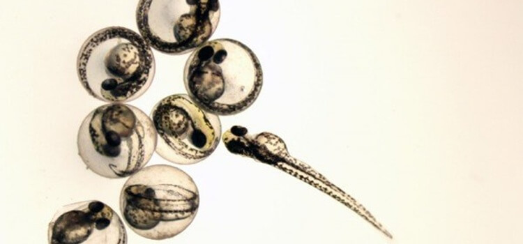 BPA’sız Plastikler de Sanıldığı Kadar Sağlıklı Değil