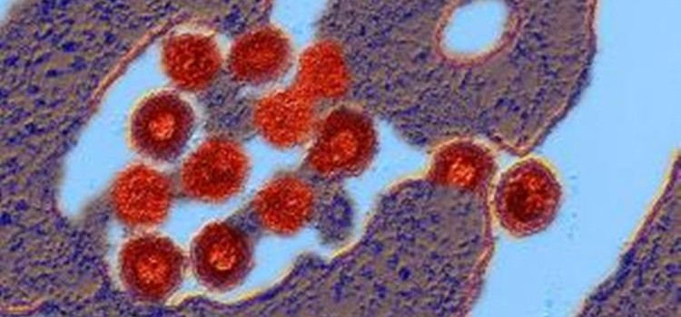 İnsan embriyosunu koruyan virüs DNA’da gizleniyor