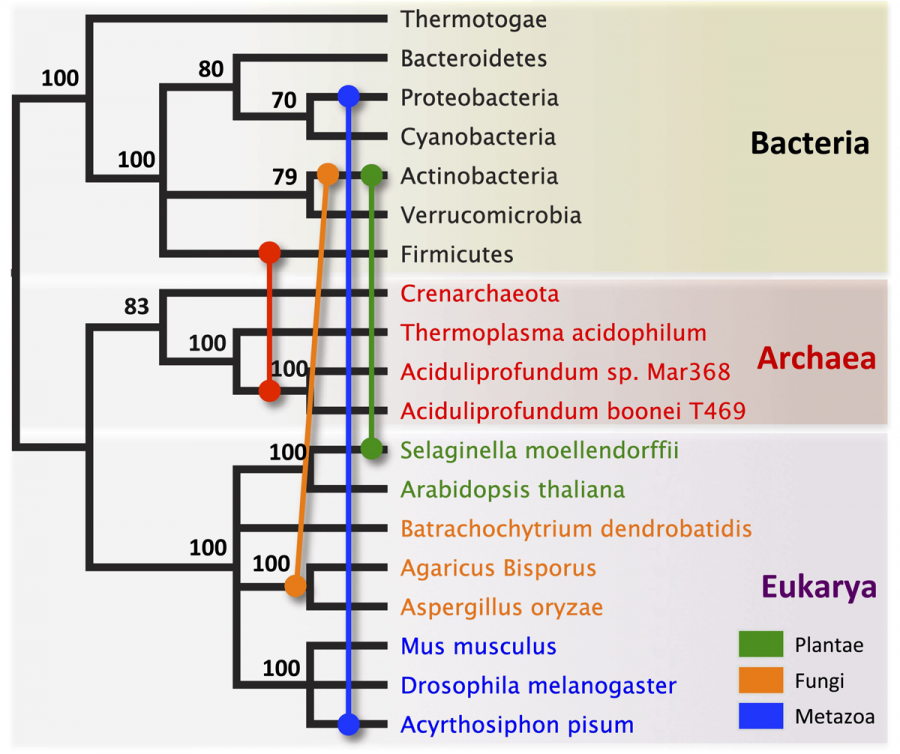 Yatay Gen Aktarımı: Evrim Ağacı Üzerinde Gezinen Antibakteriyel Genler!