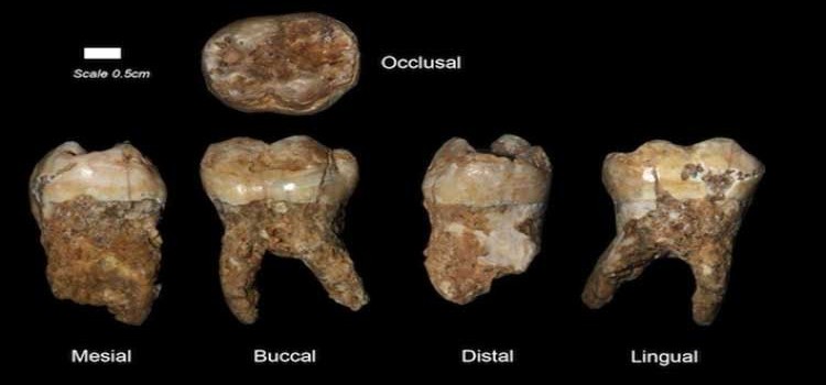 Bulunan 400,000 Yıllık Dişlerin Tartarında İnsan Kaynaklı Kirliliğin İlk Delillerine Ulaşıldı!
