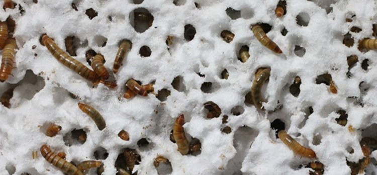 Un Kurtları Plastikleri Tüketebiliyor