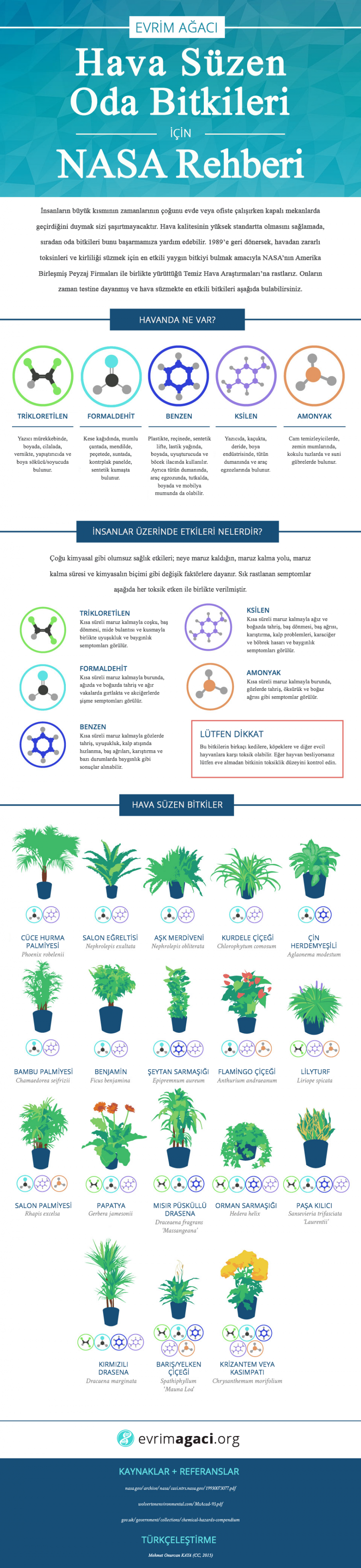 Odanızda Hangi Bitkilere Yer Vermelisiniz?