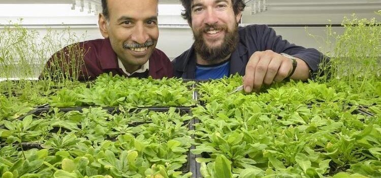 Bitkilerin Çiçeklenme Mekanizması Çözüldü