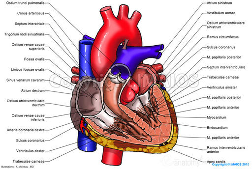 Vena pulmonalis dekstra inferior
