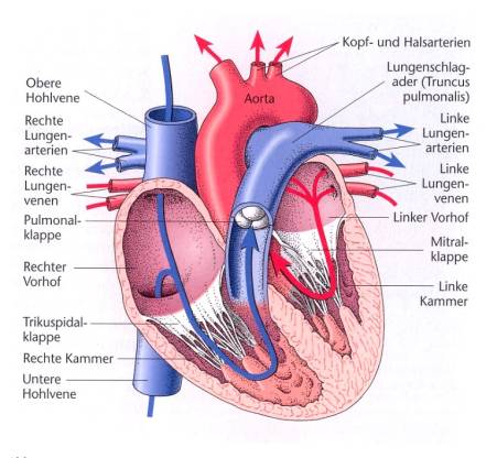 Vena pulmonalis dekstra superior