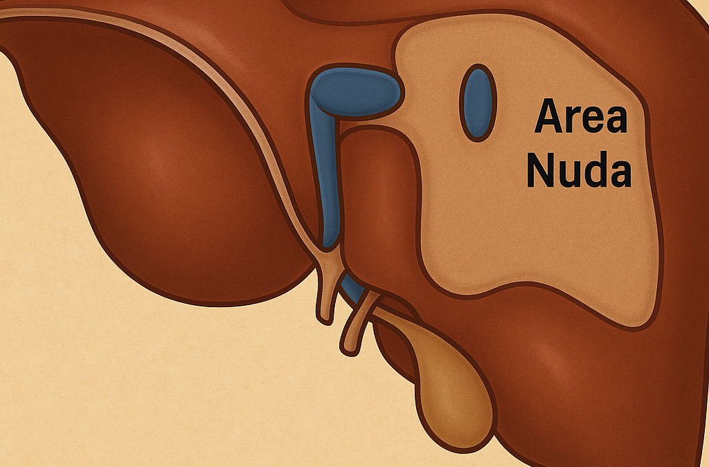 Area nuda hepatis