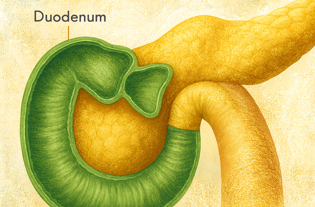 Oniki parmak bağırsağı