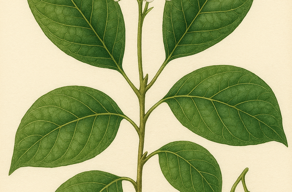 Diplopterys cabrerana