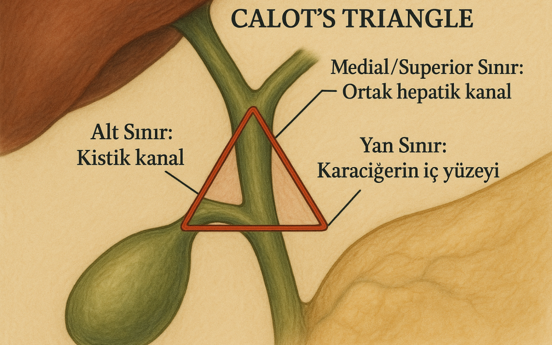 Calot üçgeni