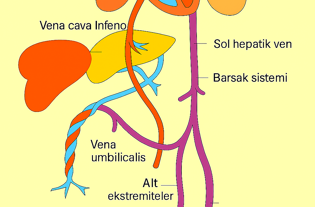 Vena umbilicalis
